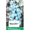 Highbush Blueberry - Vaccinium corymbosum MEADER