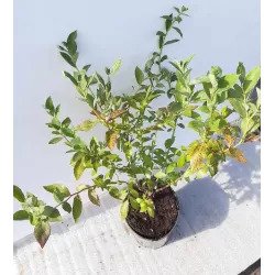 Highbush Blueberry - Vaccinium corymbosum MEADER