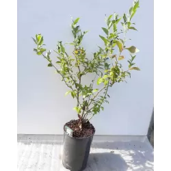 Highbush Blueberry - Vaccinium corymbosum MEADER