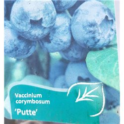 Blueberry - Vaccinium corymbosum PUTTE