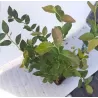 Aukštoji šilauogė - Vaccinium corymbosum BRIGITTA BLUE