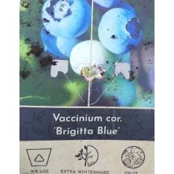 Highbush Blueberry - Vaccinium corymbosum BRIGITTA BLUE