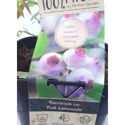 Highbush Blueberry - Vaccinium corymbosum PINK LEMONADE