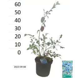 Aukštoji šilauogė - Vaccinium corymbosum SIERRA