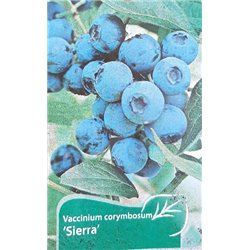 Highbush Blueberry - Vaccinium corymbosum SIERRA
