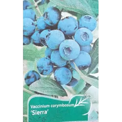 Highbush Blueberry - Vaccinium corymbosum SIERRA
