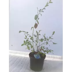 Highbush Blueberry - Vaccinium corymbosum SIERRA