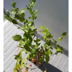 Highbush Blueberry - Vaccinium corymbosum BLUECROP