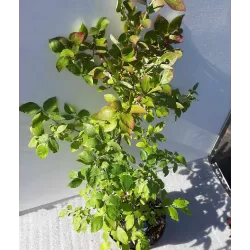 Highbush Blueberry - Vaccinium corymbosum BLUECROP
