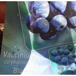 Aukštoji šilauogė - Vaccinium corymbosum BLUECROP