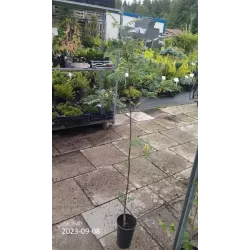 Rowan - Sorbus arnoldiana GOLDEN WONDER