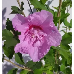 Hibiscus syriacus LAVENDER CHIFFON
