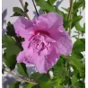 Sirinis hibiskas (kinrožė) - Hibiscus syriacus LAVENDER CHIFFON