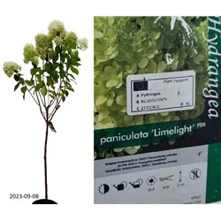 Hydrangea paniculata LIMELIGHT