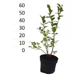 Aukštoji šilauogė - Vaccinium corymbosum CONCORDE