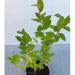 Aukštoji šilauogė - Vaccinium corymbosum CONCORDE