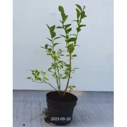 Aukštoji šilauogė - Vaccinium corymbosum CONCORDE