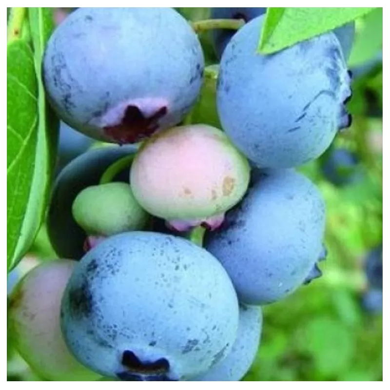 Aukštoji šilauogė - Vaccinium corymbosum CONCORDE