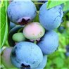 Highbush Blueberry - Vaccinium corymbosum CONCORDE