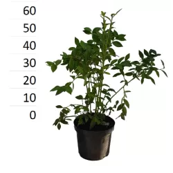 Aukštoji šilauogė - Vaccinium corymbosum RUBEL