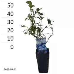 Highbush Blueberry - Vaccinium corymbosum BLUECROP