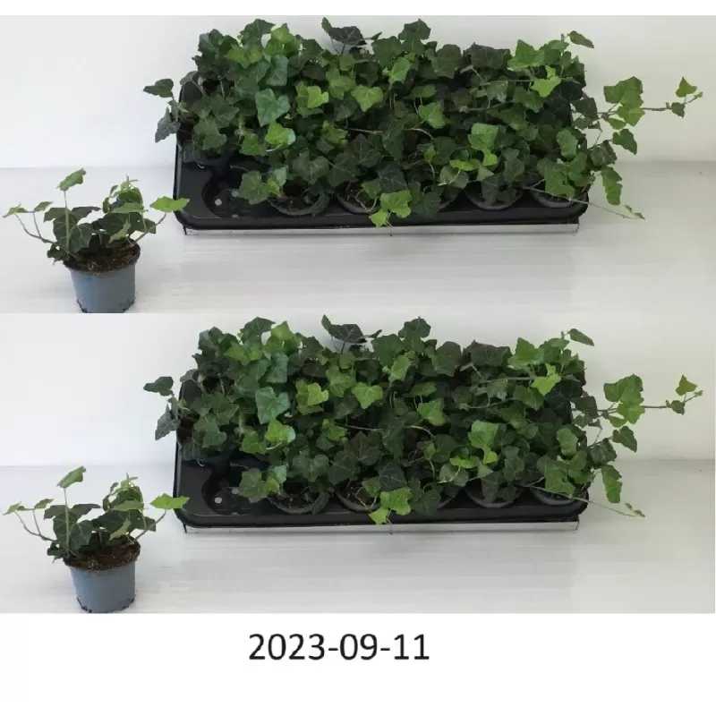 Gebenė - Hedera helix WOERNER