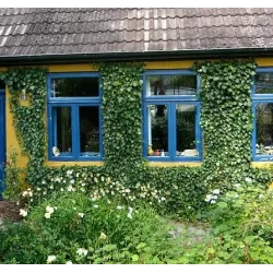 Gebenė - Hedera helix WOERNER