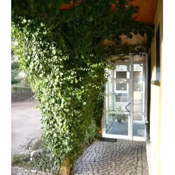 Gebenė - Hedera helix WOERNER