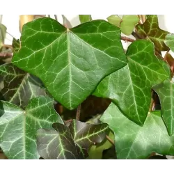 Gebenė - Hedera helix WOERNER