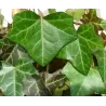 Gebenė - Hedera helix WOERNER