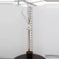 Asian pear - Pyrus pyrifolia SHINKO