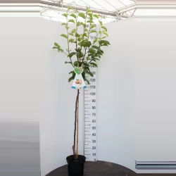 Asian pear - Pyrus pyrifolia SHINKO