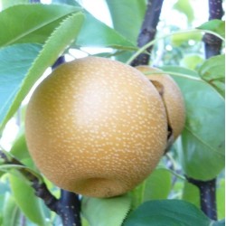 Asian pear - Pyrus pyrifolia SHINKO