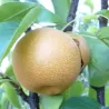 Asian pear - Pyrus pyrifolia SHINKO