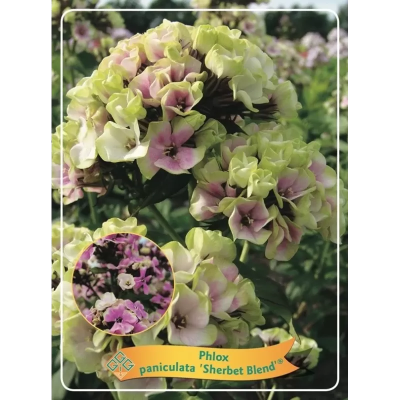 Phlox paniculata SHERBET BLEND