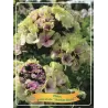 Šluotelinis flioksas - Phlox paniculata SHERBET BLEND