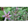 Lauko orchidėja Dark Beauty su pristatymu į namus