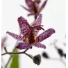 Lauko orchidėja Dark Beauty su pristatymu į namus