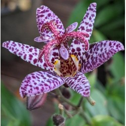Lauko orchidėja (kreivuonis) - Tricyrtis formosana Dark Beauty