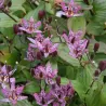 Lauko orchidėja Dark Beauty su pristatymu į namus