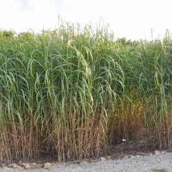 Miskantas - Miscanthus x giganteus