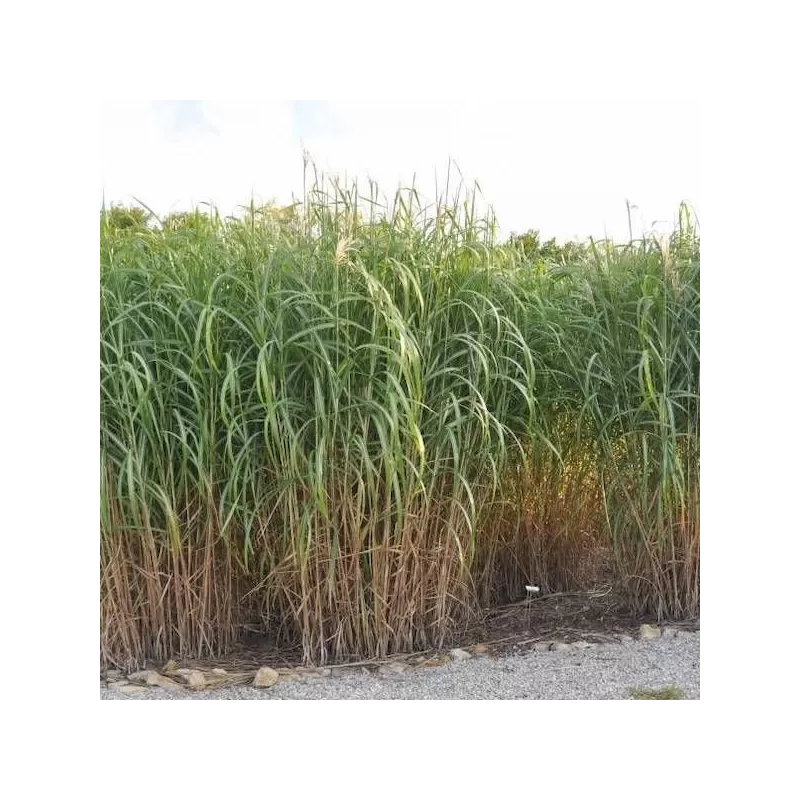 Miskantas - Miscanthus x giganteus