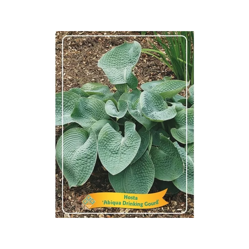 Hosta Abiqua Drinking Gourd