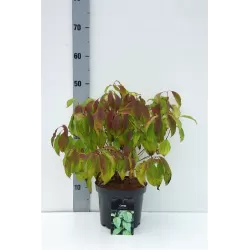 Palaipinė sedula - Cornus sericea KELSEY