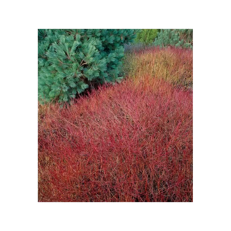 Palaipinė sedula - Cornus sericea KELSEY