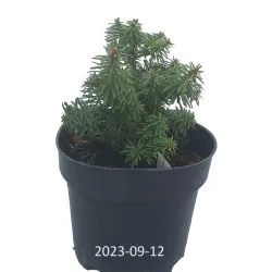 Balzaminis kėnis - Abies balsamea PICCOLO