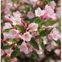 Garden plants/Trees/Flowers/ web-shop