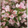 Garden plants/Trees/Flowers/ web-shop