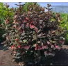 Garden plants/Trees/Flowers/ web-shop
