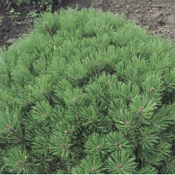 Kalninė pušis - Pinus mugo pumilio